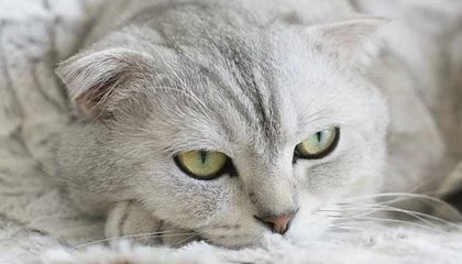 马上评｜F1上海站，“速度与激情”远不止赛道内